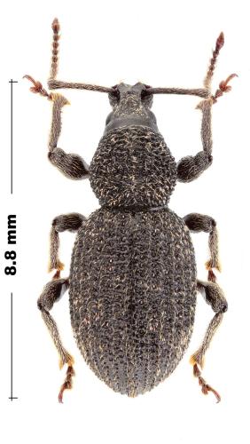 Otiorhynchus albidus